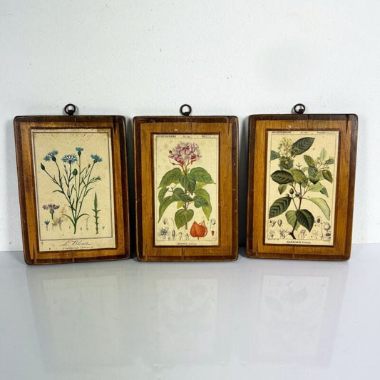 Tavole decorative vintage con stampe Botaniche Sandalo Bissa Oriana Fiordaliso Categoria  Stampe e Incisioni