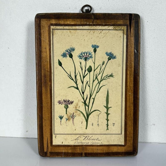 Tavole decorative vintage con stampe Botaniche Sandalo Bissa Oriana Fiordaliso Categoria  Stampe e Incisioni