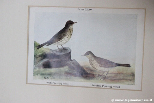 COPPIA STAMPE D'EPOCA CON UCCELLI RUPICOLA VINTAGE ROCK PIPIT + WAGTAIL PRINTS Stampe e Incisioni