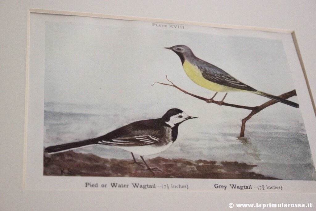 COPPIA STAMPE D'EPOCA CON UCCELLI RUPICOLA VINTAGE ROCK PIPIT + WAGTAIL PRINTS Stampe e Incisioni