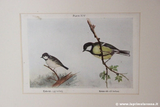 COPPIA STAMPE D'EPOCA CON UCCELLI ZIGOLO MARTELLO CINCIA VINTAGE HAMMER TIT BIRD Stampe e Incisioni
