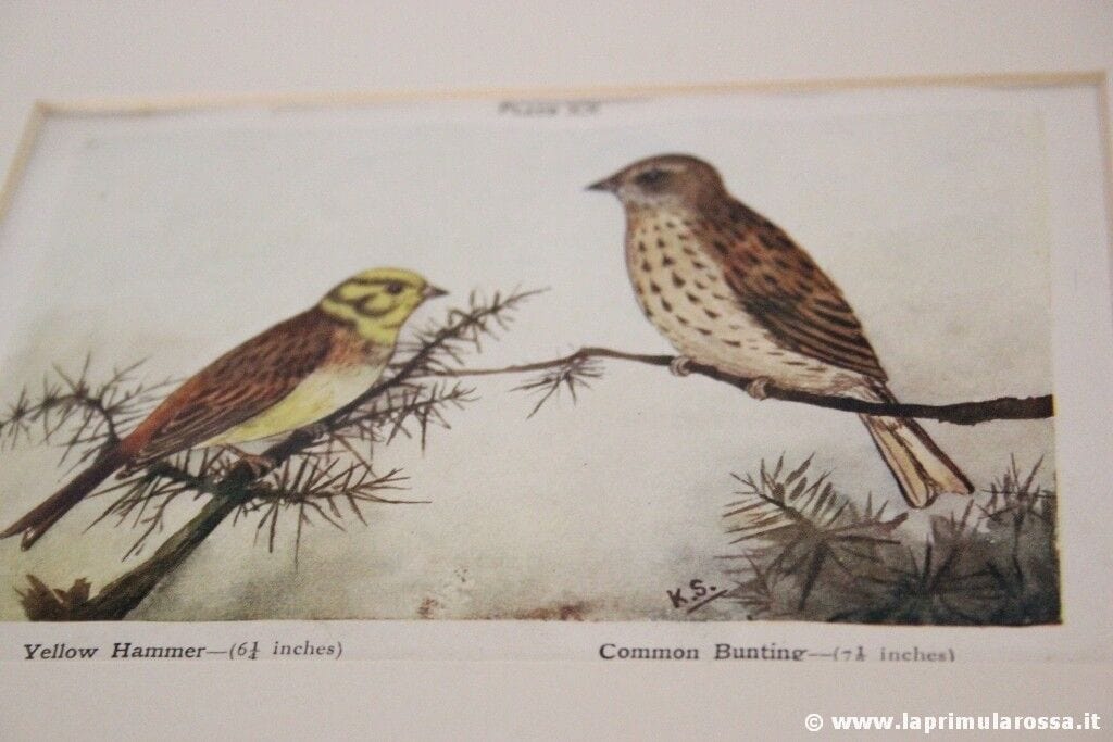 COPPIA STAMPE D'EPOCA CON UCCELLI ZIGOLO MARTELLO CINCIA VINTAGE HAMMER TIT BIRD Stampe e Incisioni