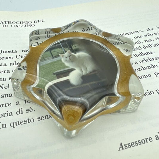 Fermacarte Vintage in vetro da scrivania stella con foto Gatto persiano bianco Complementi d'arredo