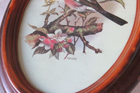 LITOGRAFIA VINTAGE CON CORNICE FINTO LEGNO DI FORMA OVALE CON UCCELLO SU RAMO Stampe e Incisioni
