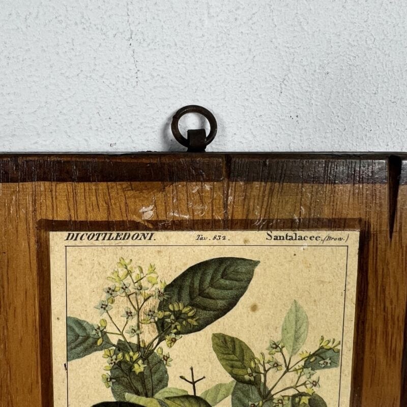 Tavole decorative vintage con stampe Botaniche Sandalo Bissa Oriana Fiordaliso Categoria  Stampe e Incisioni