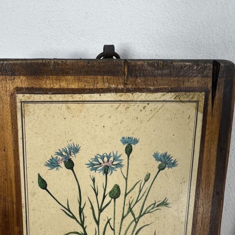 Tavole decorative vintage con stampe Botaniche Sandalo Bissa Oriana Fiordaliso Categoria  Stampe e Incisioni