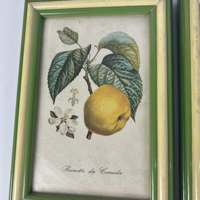 Coppia quadretti shabby chic vintage verdi stampe frutta con fiori Mela e Prugne Quadri