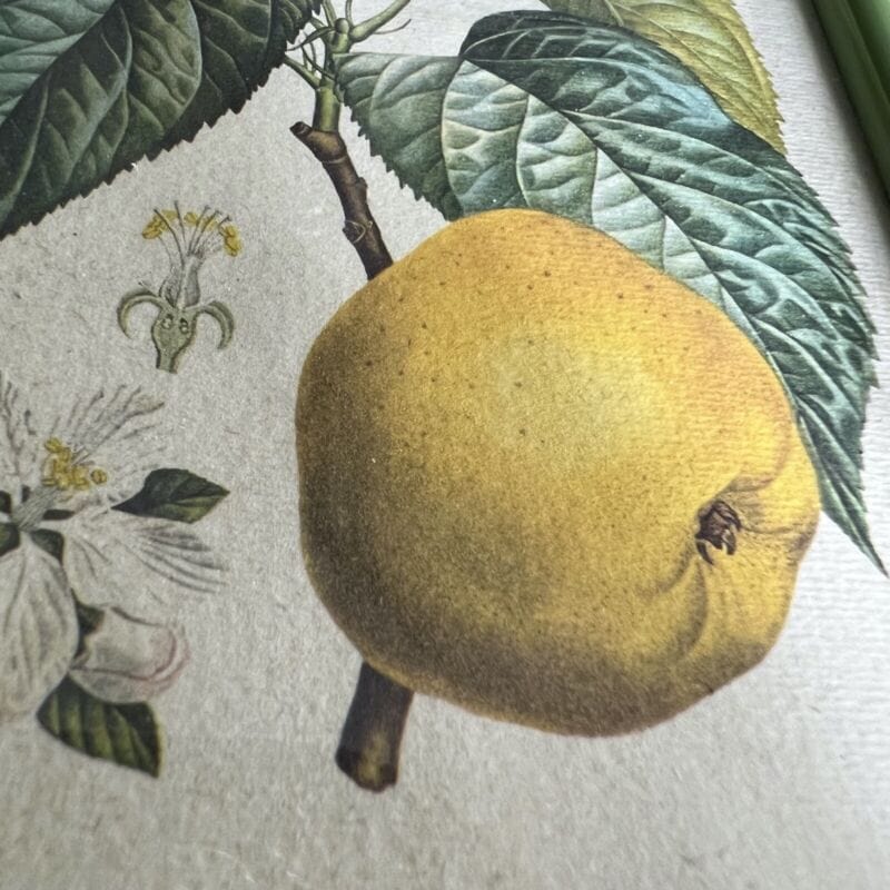 Coppia quadretti shabby chic vintage verdi stampe frutta con fiori Mela e Prugne Quadri