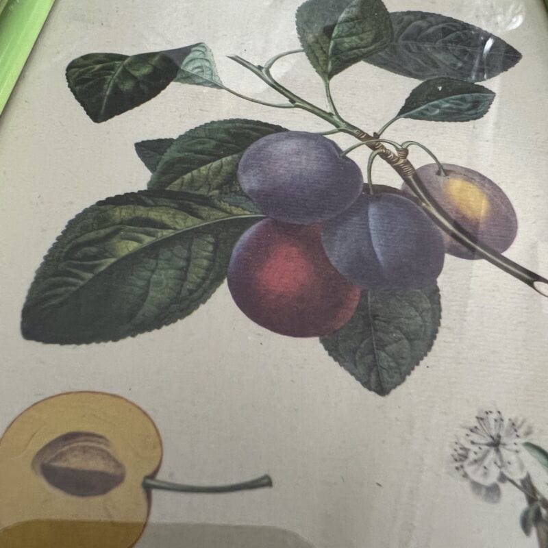 Coppia quadretti shabby chic vintage verdi stampe frutta con fiori Mela e Prugne Quadri