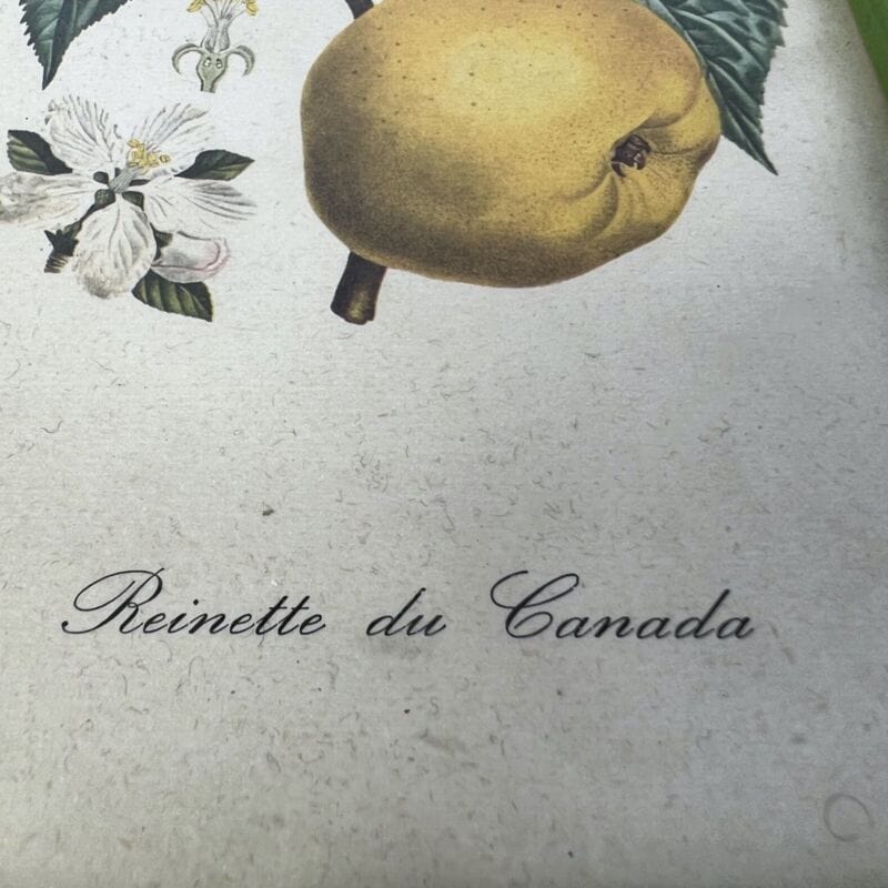 Coppia quadretti shabby chic vintage verdi stampe frutta con fiori Mela e Prugne Quadri