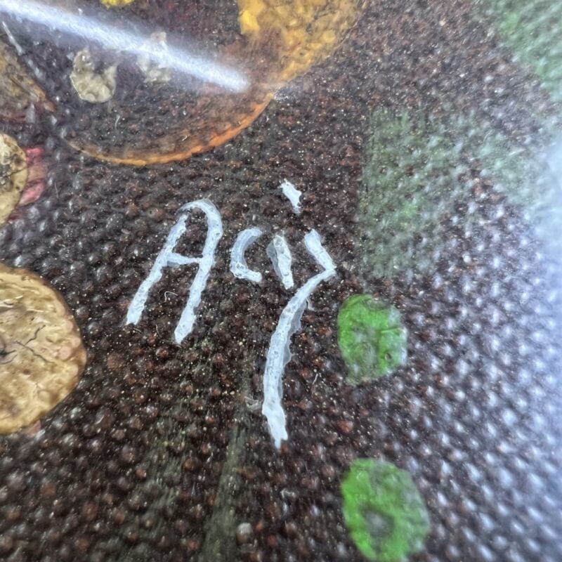 Quadretto antico miniatura olio ovale dipinto fiori cornice in legno dorato Quadri